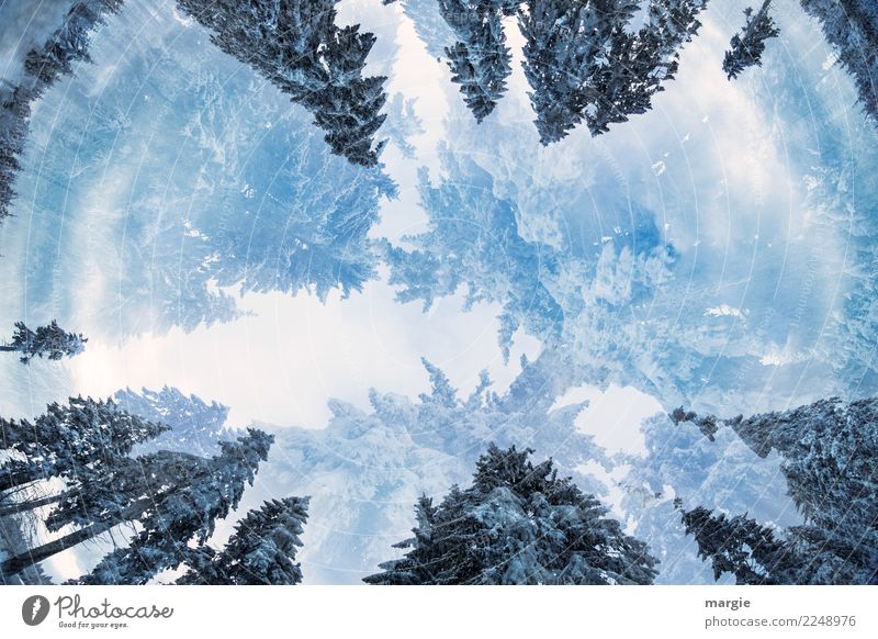 Winter - Wunder - Wald Umwelt Natur Klima Wetter Eis Frost Schnee Baum blau weiß Romantik träumen Erholung Ferien & Urlaub & Reisen Frieden Glaube
