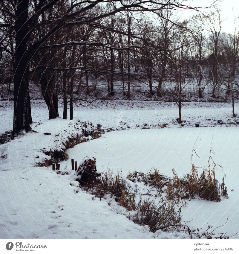 Zugefroren Ausflug Umwelt Natur Landschaft Winter Eis Frost Schnee Baum Wiese Teich Einsamkeit einzigartig Erholung stagnierend Vergänglichkeit