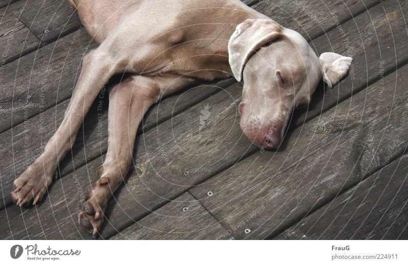 Schlafgast Erholung kurzhaarig Hund Holz liegen elegant muskulös träumen Müdigkeit Farbfoto Außenaufnahme Tag schlafen Pause ausruhend Zufriedenheit Ohr