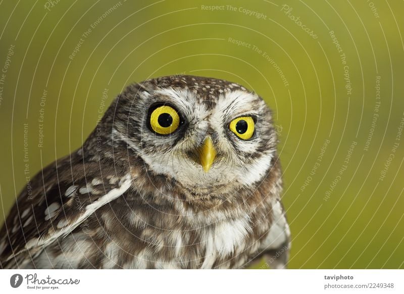 Porträt der niedlichen kleinen Eule schön Gesicht Natur Tier Vogel lustig natürlich wild braun gelb grün Weisheit Farbe Waldohreule Hintergrund Tierwelt Auge