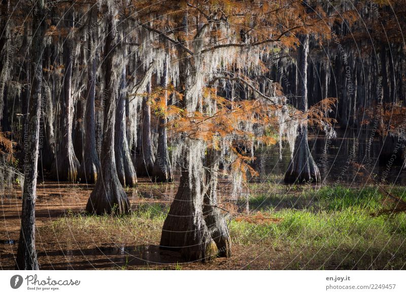 Feuchtgebiet Ferien & Urlaub & Reisen Ausflug Abenteuer Natur Landschaft Pflanze Herbst Baum Wasserzypressen Gras Moor Sumpf See bizarr Einsamkeit Florida USA