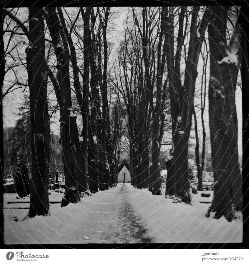 Lebenslauf Umwelt Landschaft Winter Baum Allee Kapelle Friedhof Wege & Pfade dreckig dunkel authentisch trist grau Traurigkeit Trauer Tod richtungweisend