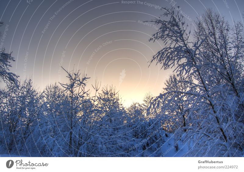 Winterwunderwelt Natur Wolkenloser Himmel Klima Schönes Wetter Eis Frost Schnee Pflanze Sträucher Wald kalt blau weiß ruhig Umwelt Farbfoto Außenaufnahme