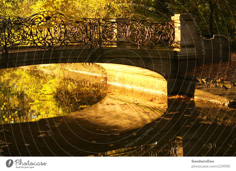 Brückenmagie Umwelt Natur Wasser Sonnenaufgang Sonnenuntergang Sonnenlicht Herbst Wetter Schönes Wetter Park alt einfach nass schön Wärme Gefühle Stimmung
