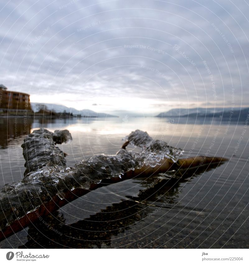 Eis ruhig Ferne Winter Natur Wasser Frost Seeufer Okanagan See Kelowna Kanada Nordamerika Holz frieren Flüssigkeit kalt nass gefroren Tod Wolkenhimmel Farbfoto