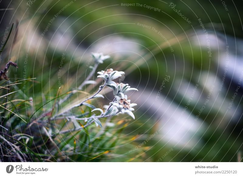 Edelweiss - Nice! Umwelt Natur Pflanze Sommer Blume Edelweiß wandern Alpenwiese Berge u. Gebirge Leontopodium nivale Alpen-Edelweiß Alpenblume Bergblume