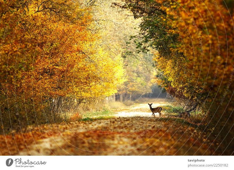 schöne Aussicht auf die Forststraße Spielen Jagd Frau Erwachsene Natur Landschaft Tier Herbst Baum Park Wald Straße Wege & Pfade verblüht natürlich wild braun