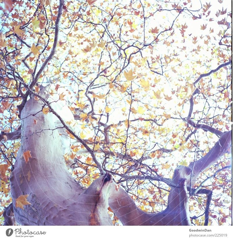 Das Ergebnis II Umwelt Natur Herbst Pflanze Baum alt authentisch eckig groß nah natürlich schön Farbfoto Außenaufnahme Menschenleer Tag Licht Kontrast