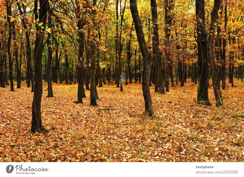 junger Wald im Herbst schön Umwelt Natur Landschaft Baum Blatt Park natürlich gelb gold Farbe fallen Jahreszeiten farbenfroh orange Licht Holz Hintergrund