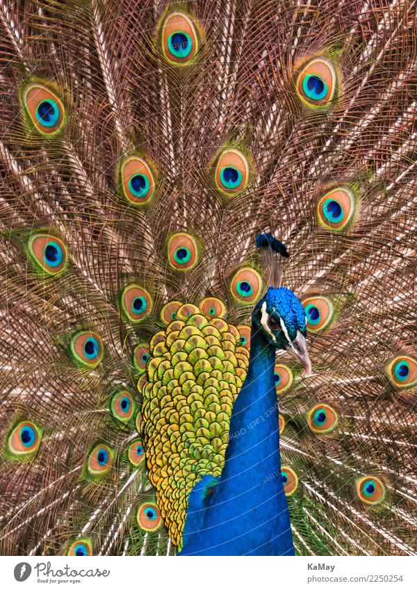 wunderschön und farbenreich exotisch Natur Tier Vogel Pfau Pavo christatus 1 Brunft elegant wild blau mehrfarbig gelb gold grün Farbe Nahaufnahme Feder Hahn