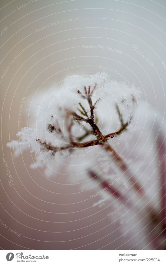 frostig Umwelt Natur Pflanze Wetter Eis Frost Schnee weiß Winter Januar Makroaufnahme Eiskristall Nahaufnahme Detailaufnahme Tag Unschärfe Schneekristall