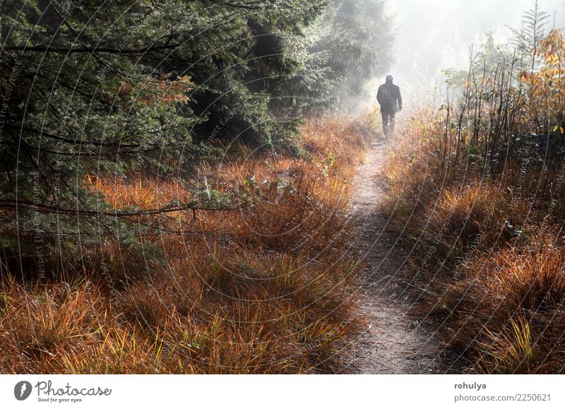 Mann geht auf Waldweg im Nebel und im Sonnenschein Ferien & Urlaub & Reisen Mensch Erwachsene Natur Landschaft Herbst Wetter Baum Gras Straße Wege & Pfade wild