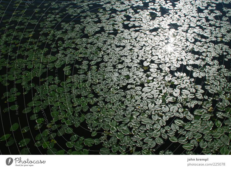 Die Gefährten Wasser Seerosen Seerosenteich grün schwarz Reflexion & Spiegelung Blatt viele Wasserpflanze Farbfoto Außenaufnahme Menschenleer Sonnenlicht