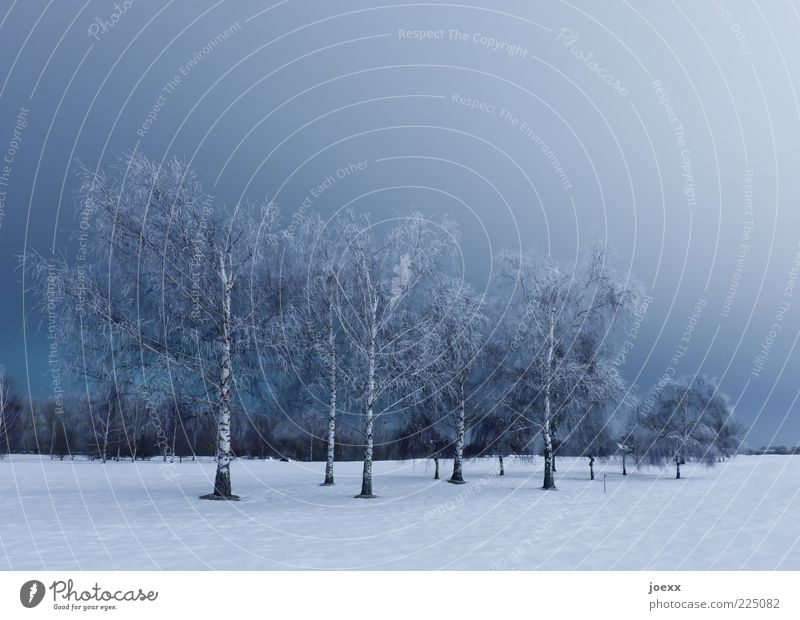 Birken Natur Landschaft Himmel Winter Eis Frost Schnee Baum Park groß blau weiß ruhig kalt Wäldchen Farbfoto Gedeckte Farben Außenaufnahme Abend Nacht