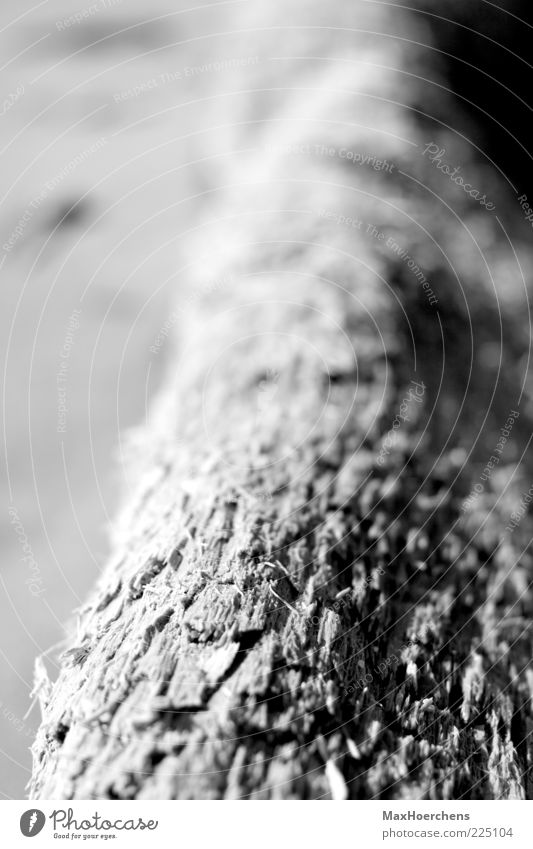 Baumstamm Natur Pflanze fest ruhig Tiefenschärfe Schwarzweißfoto Außenaufnahme Detailaufnahme Muster Strukturen & Formen Menschenleer Tag Kontrast Unschärfe