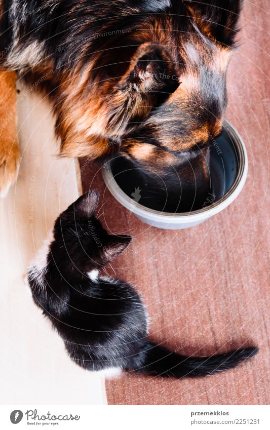 Kleine Katze, die nach Firma mit großem Hund an einer Schüssel Lebensmittel sucht Essen Schalen & Schüsseln Lifestyle schön Tier Haustier 2 füttern authentisch