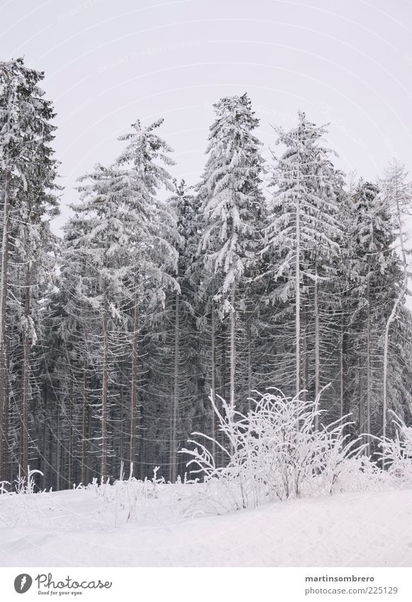 Vereister Wald Natur Landschaft Winter Eis Frost Schnee Wasser ruhig kalt stagnierend Farbfoto Außenaufnahme Menschenleer Textfreiraum oben Textfreiraum unten