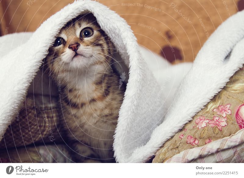 Bengalisches Kätzchen Tier Haustier Wildtier Katze Tiergesicht 1 Tierjunges hören Jagd Bengalen Katzenbaby kuschlig Kuscheln Farbfoto mehrfarbig Innenaufnahme