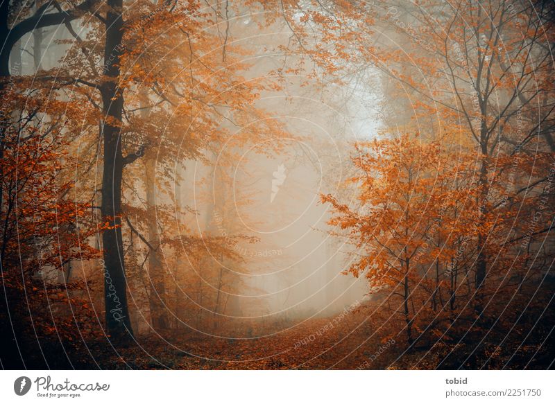 en automne Natur Landschaft Pflanze Urelemente Herbst schlechtes Wetter Nebel Baum Gras Sträucher Wald dunkel kalt Einsamkeit einzigartig Idylle Jahreszeiten