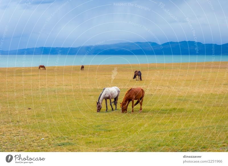 Pferde um Lied Kul See, Kirgisistan schön Ferien & Urlaub & Reisen Tourismus Sommer Berge u. Gebirge Natur Landschaft Himmel Wolken Nebel Gras Park Wiese Hügel