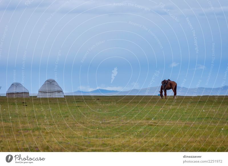 Pferd auf einer Weide mit Jurten, Kirgisistan schön Ferien & Urlaub & Reisen Tourismus Sommer Berge u. Gebirge Natur Landschaft Tier Himmel Wolken Nebel Gras
