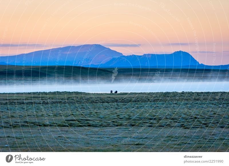Song Kul See im Sonnenaufgang, Kirgisistan schön Ferien & Urlaub & Reisen Tourismus Sommer Berge u. Gebirge Natur Landschaft Tier Himmel Wolken Nebel Gras Park