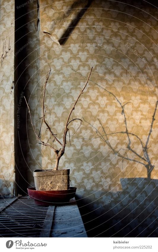 Schattenkrieger Häusliches Leben Wohnung Zimmerpflanze Fensterbrett Tapete Tapetenmuster Blumentopf verdorrt vertrocknet Gebäude Mauer Wand alt dunkel retro