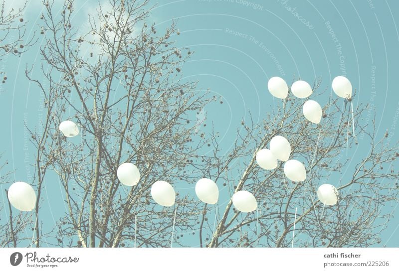 hängengeblieben Freude Sommer Natur Himmel Wolken Frühling Schönes Wetter Wind Baum Dekoration & Verzierung Luftballon Schleife fliegen leuchten blau weiß