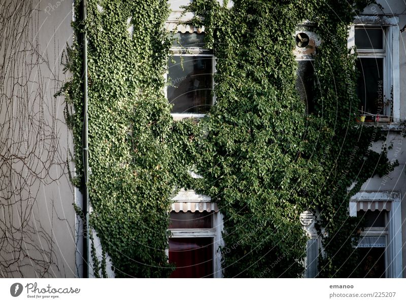 ökohaus Natur Pflanze Efeu bevölkert Haus Gebäude Architektur Garten Fenster Wachstum frisch kaputt nachhaltig grün ästhetisch kleben Belüftung Markise Fassade