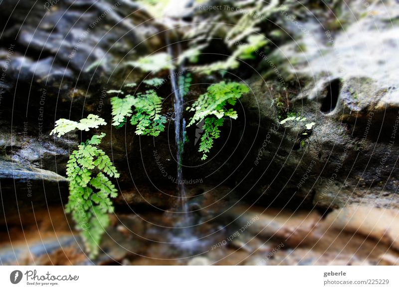 Wasser fall! Pflanze Wasserfall klein nass natürlich grau grün mehrfarbig Außenaufnahme Experiment Menschenleer Tag Starke Tiefenschärfe Geplätscher