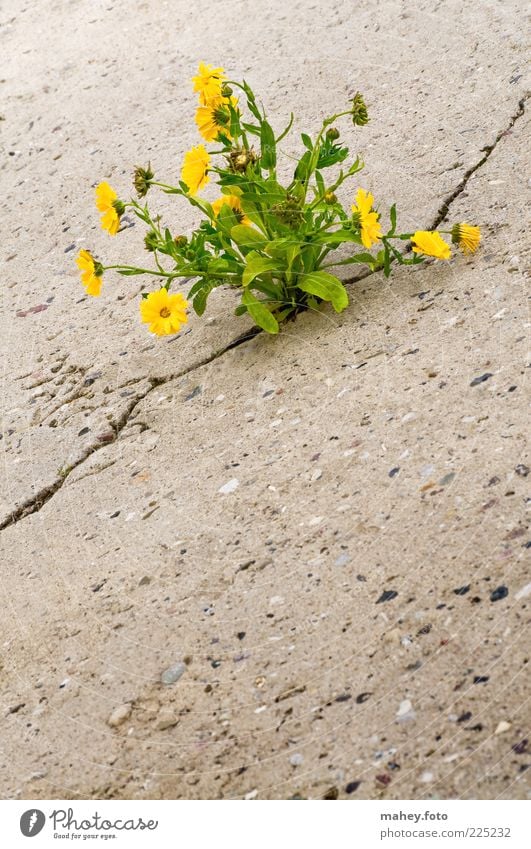 Durchbruch Umwelt Natur Erde Pflanze Blume Blüte Wildpflanze gelb Beton Blühend kämpfen Wachstum Armut authentisch Gesundheit schön stark grau Optimismus Kraft