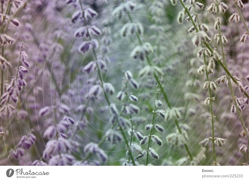 genau so Pflanze Frühling Schönes Wetter Blume Sträucher Grünpflanze Blühend Denken träumen Duft blau grün violett ruhig authentisch Hoffnung Zufriedenheit