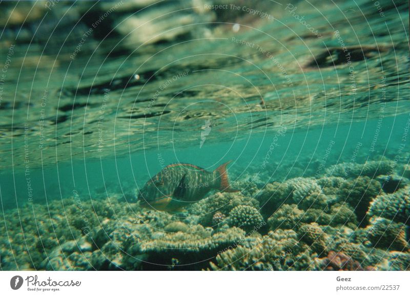 Koral Unterwasseraufnahme koral coral koraal fish tropical fish ocean underwater