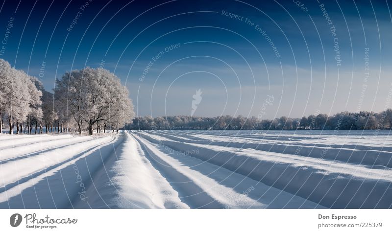 Spargelfeld im Winter Schnee Winterurlaub Umwelt Natur Wolkenloser Himmel Eis Frost Baum Feld kalt ruhig Furche Linie Menschenleer Tag Panorama (Aussicht)