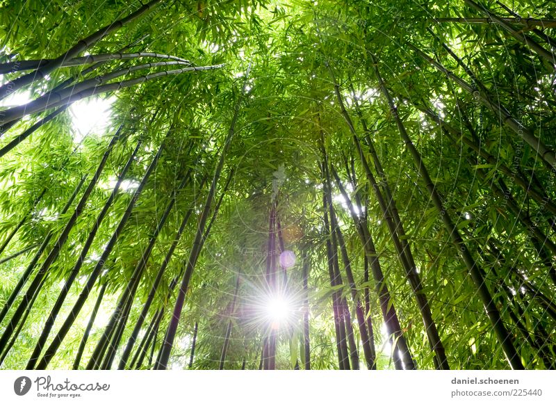 neulich in Asien Umwelt Natur Pflanze Baum Wald Urwald grün Wachstum Bambus Licht Sonnenlicht Sonnenstrahlen Froschperspektive Gegenlicht Blätterdach
