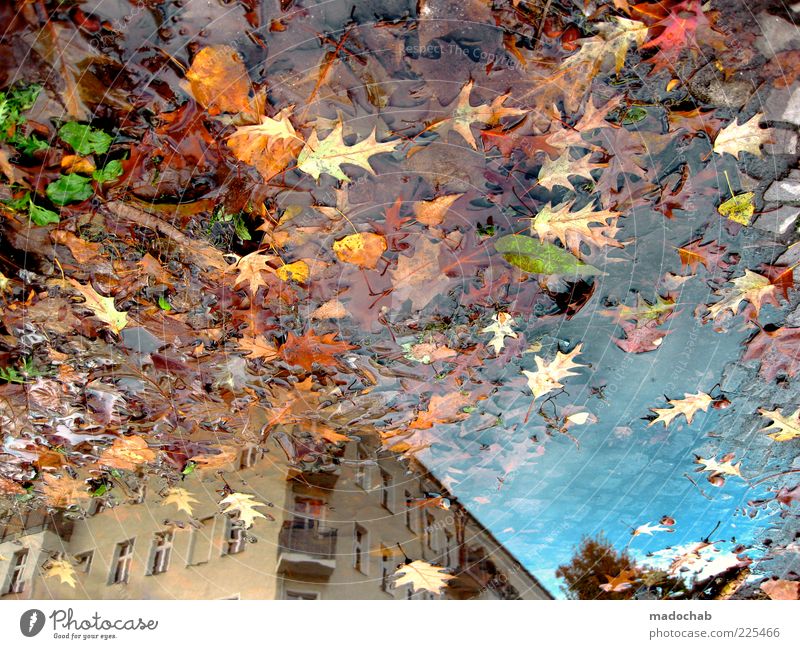 Action Painting Umwelt Natur Wasser Herbst Klima schlechtes Wetter Regen Haus Gebäude Architektur ästhetisch chaotisch Blatt Pfütze Reflexion & Spiegelung