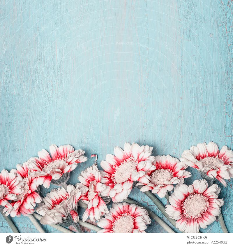 Schöne Blumen auf blue Shabby Chic Hintergrund Stil Design Sommer Feste & Feiern Valentinstag Muttertag Hochzeit Geburtstag Natur Pflanze