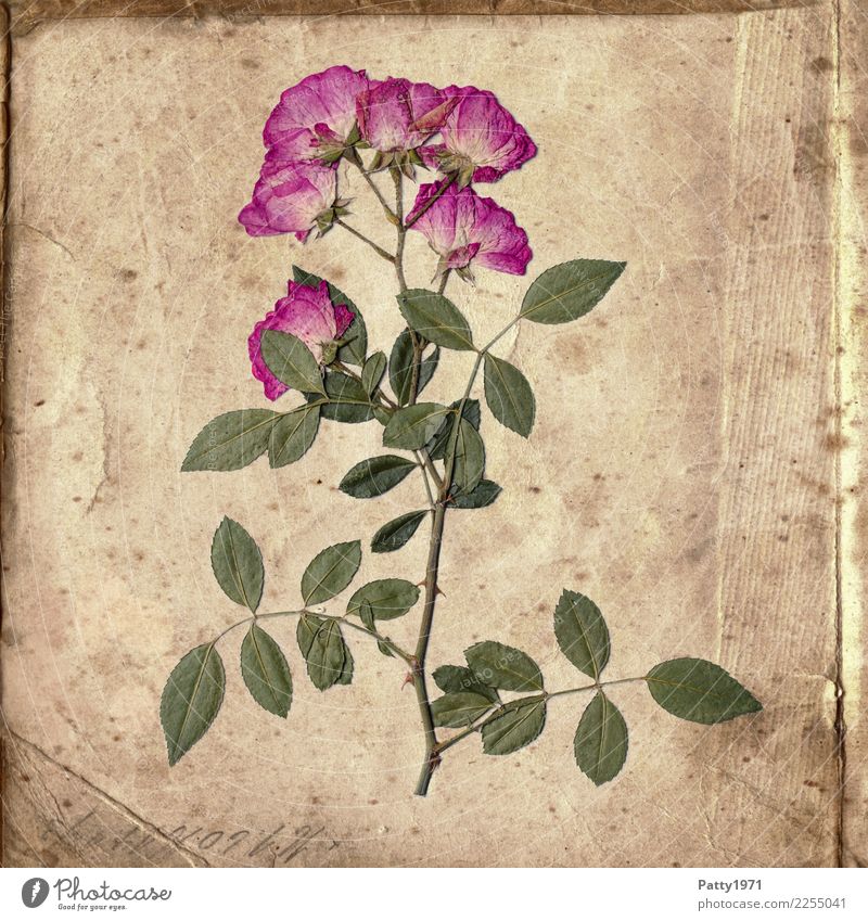 gepresste Rosen auf altem Papier Pflanze Blume Zettel Schriftzeichen ästhetisch natürlich retro trocken braun grün rosa Fröhlichkeit Zufriedenheit Gelassenheit