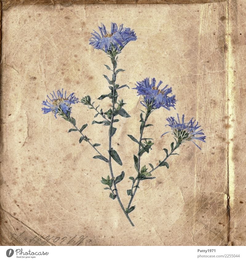 gepresste Blumen auf altem Papier Pflanze Zettel Schriftzeichen ästhetisch natürlich retro trocken blau braun grün Zufriedenheit Lebensfreude Gelassenheit ruhig