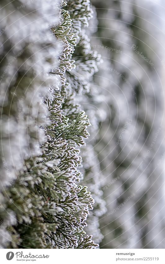 Frost auf Ästen Winter Schnee Natur Pflanze Wetter Baum Blatt Park Wald natürlich grün weiß Ast Großstadt kalt Kristalle Tanne Reif Eis eisig Jahreszeiten Holz