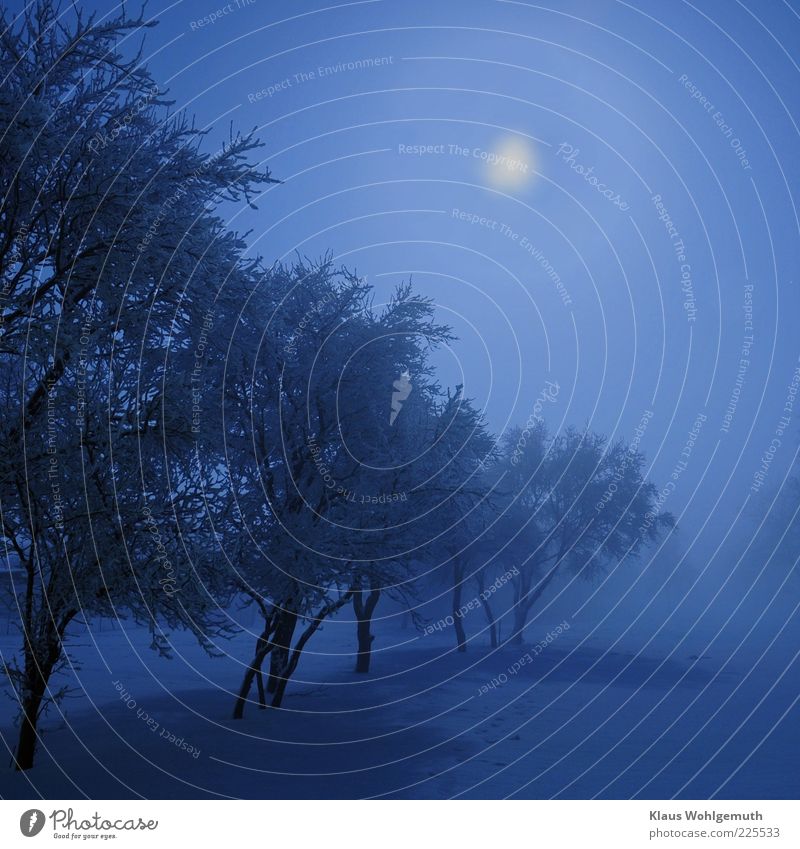 Frostige Dezembernacht. Der Mond scheint auf Obstbäume die im hohen Schnee stehen und im Eisnebel verschwinden. Himmel Winter Klima Nebel blau Romantik kalt