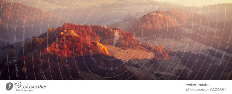 Herbst Panorama-Landschaft. Relikt bunte Buche, Hainbuchenholz schön Ferien & Urlaub & Reisen Berge u. Gebirge Umwelt Natur Pflanze Nebel Baum Gras Park Wiese