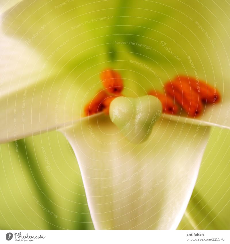 Innenleben Natur Pflanze Blume Blatt Blüte Lilien frisch schön grün weiß orange Blütenstempel Farbfoto mehrfarbig Innenaufnahme Nahaufnahme Detailaufnahme Licht