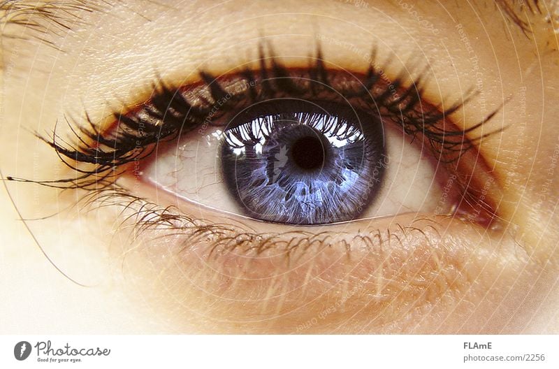 scharfe blaue Pupille Auge blaues Auge Frauenaugen Momentaufnahme Wimpern Iris Blick in die Kamera schön Leben Mensch feminin Erwachsene 1 18-30 Jahre