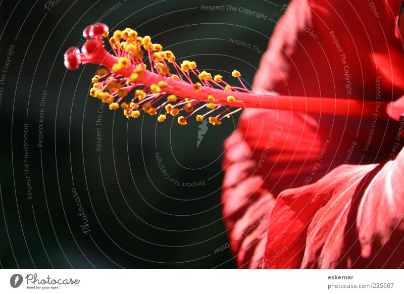 Hibiskus Pflanze Blume Blüte Blühend ästhetisch authentisch Duft elegant exotisch schön rot Farbe Sommer Pollen Blütenblatt Schönes Wetter Natur Hibiscus