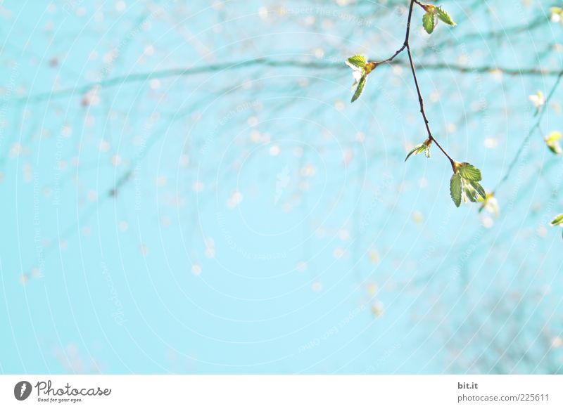 alle schreien: Frühling Wellness Leben harmonisch Erholung ruhig Meditation Ostern Umwelt Natur Himmel Wolkenloser Himmel Sommer Schönes Wetter Baum Blatt blau