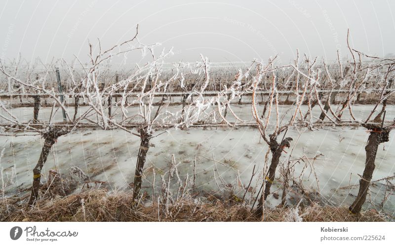 Winter am Weinberg Weinbau Nebel Eis Frost Pflanze Nutzpflanze Feld kalt nachhaltig blau braun bizarr Klima Kultur stagnierend Tradition Farbfoto Außenaufnahme