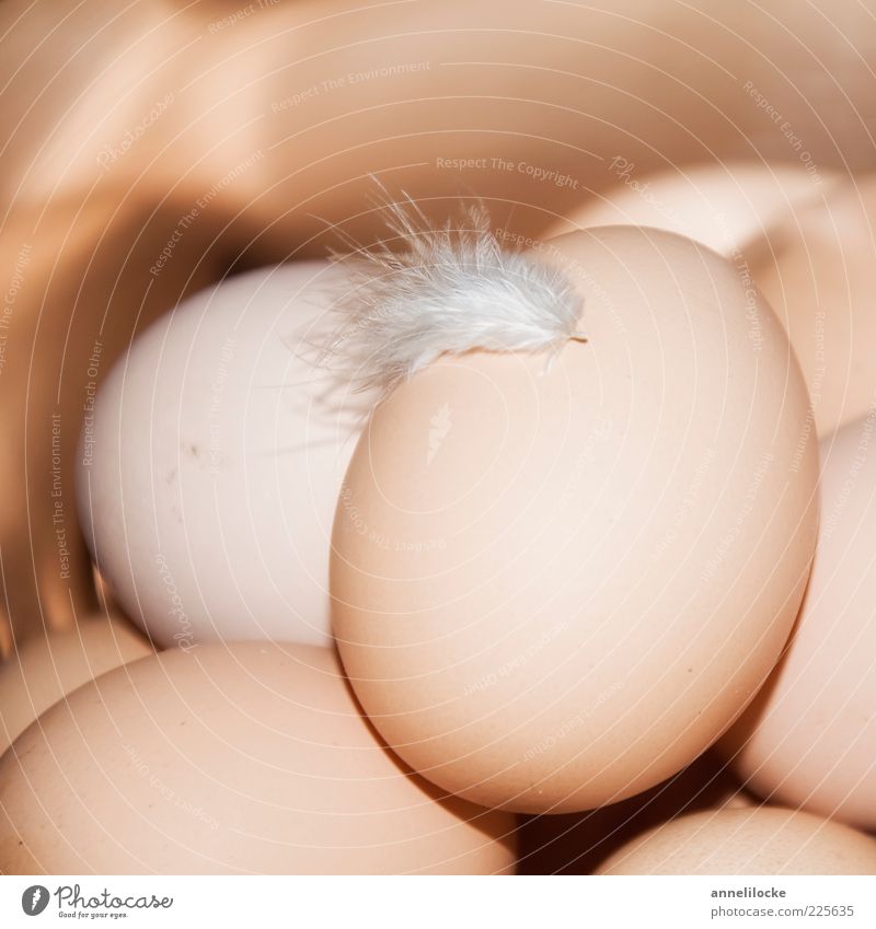 Landei Lebensmittel Ei Hühnerei Ernährung Bioprodukte Feder lecker weich braun Hoffnung Überraschung Wachstum Frühling zart viele Farbfoto Gedeckte Farben