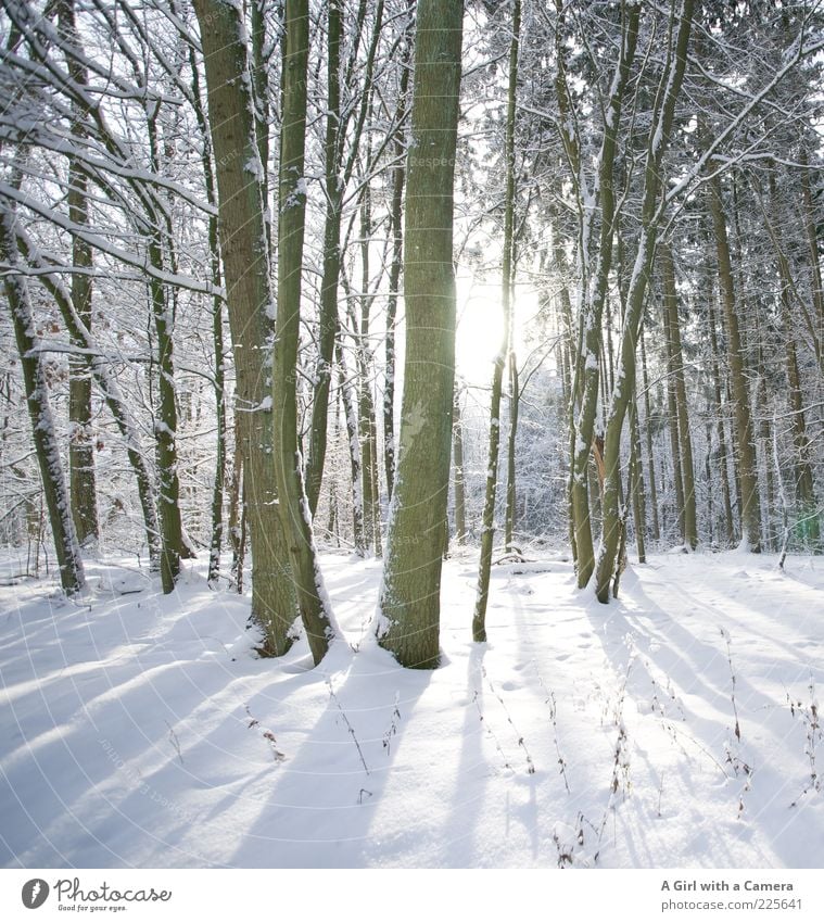 Secret's secret Umwelt Natur Landschaft Pflanze Winter Baum Wald frieren glänzend leuchten Unendlichkeit kalt weiß Idylle schön Schönes Wetter kahl eng Farbfoto