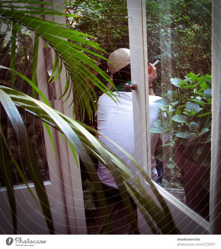 Pause Zufriedenheit Erholung ruhig Mensch Mann Erwachsene 1 Rauchen Farbfoto Tag Rückansicht Pflanze Balkon Topfpflanze Blatt Palmenwedel Scheibe Fenster
